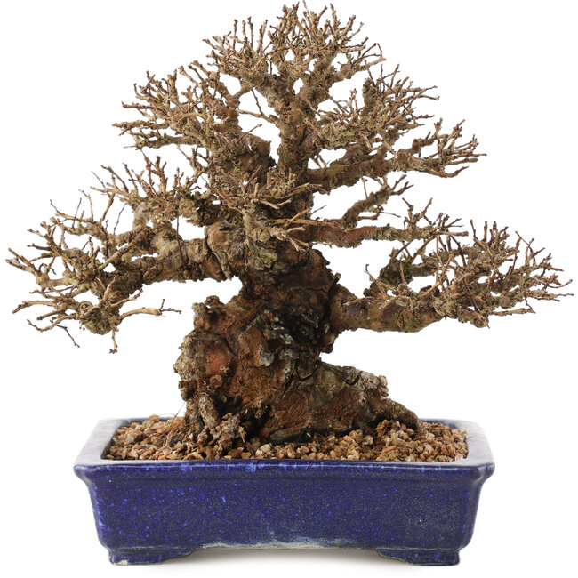 Ulmus parvifolia Nire, 19 cm, ± 30 years old, in a handmade Japanese pot by Eime Yozan with small chips