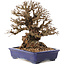 Ulmus parvifolia Nire, 19 cm, ± 30 years old, in a handmade Japanese pot by Eime Yozan with small chips