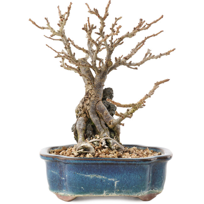 Chaenomeles speciosa, 17 cm, ± 20 anni, con fiori rossi