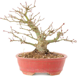 Acer palmatum, 14 cm, ± 25 Jahre alt