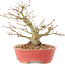 Acer palmatum, 14 cm, ± 25 anni