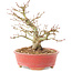 Acer palmatum, 14 cm, ± 25 anni