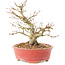 Acer palmatum, 14 cm, ± 25 years old