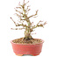 Acer palmatum, 14 cm, ± 25 anni