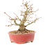 Acer palmatum, 14 cm, ± 25 anni