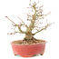 Acer palmatum, 14 cm, ± 25 jaar oud