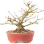 Acer palmatum, 14 cm, ± 25 años