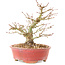 Acer palmatum, 14 cm, ± 25 ans