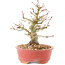 Acer palmatum, 14 cm, ± 25 jaar oud