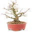 Acer palmatum, 14 cm, ± 25 jaar oud