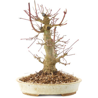 Acer palmatum, 20 cm, ± 25 ans