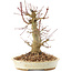 Acer palmatum, 20 cm, ± 25 jaar oud