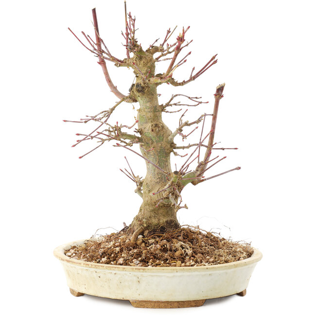 Acer palmatum, 20 cm, ± 25 Jahre alt