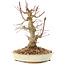 Acer palmatum, 20 cm, ± 25 jaar oud