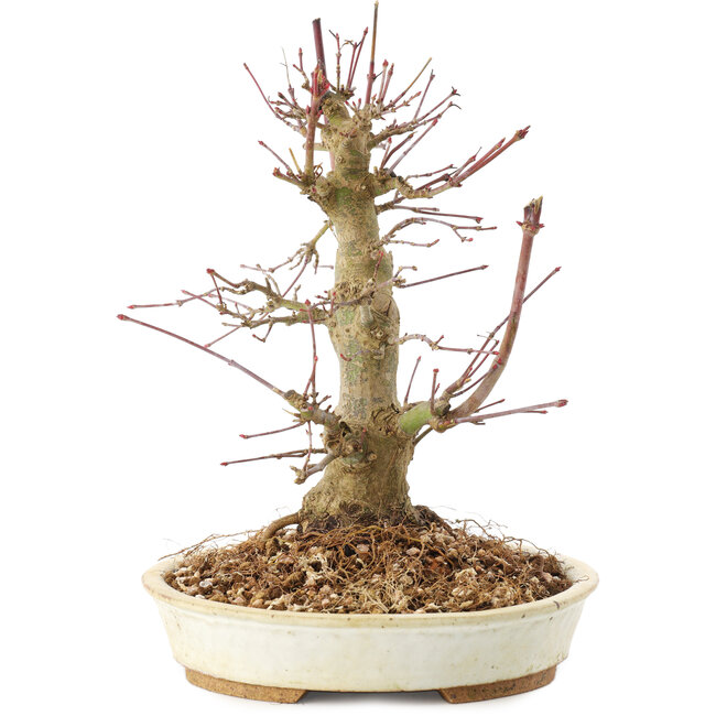 Acer palmatum, 20 cm, ± 25 años