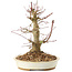 Acer palmatum, 20 cm, ± 25 ans