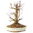 Acer palmatum, 20 cm, ± 25 anni