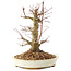 Acer palmatum, 20 cm, ± 25 jaar oud