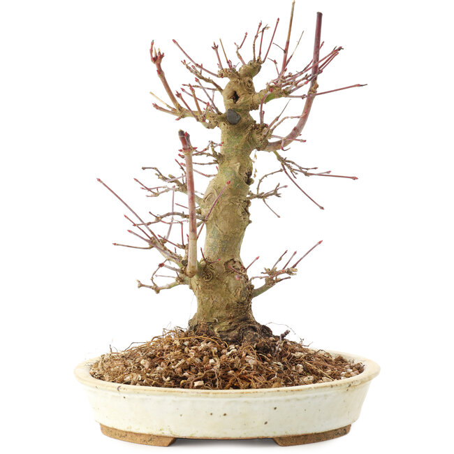 Acer palmatum, 20 cm, ± 25 years old