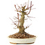 Acer palmatum, 20 cm, ± 25 jaar oud