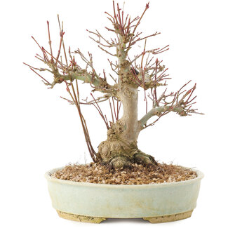 Acer palmatum, 20,5 cm, ± 25 anni