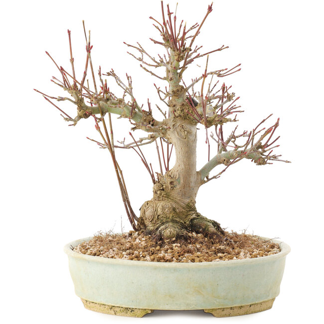 Acer palmatum, 20,5 cm, ± 25 ans