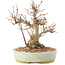 Acer palmatum, 20,5 cm, ± 25 anni
