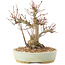 Acer palmatum, 20,5 cm, ± 25 años