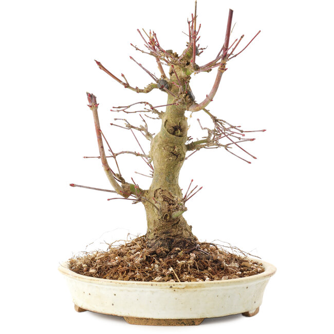 Acer palmatum, 20 cm, ± 25 anni