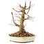 Acer palmatum, 20 cm, ± 25 jaar oud