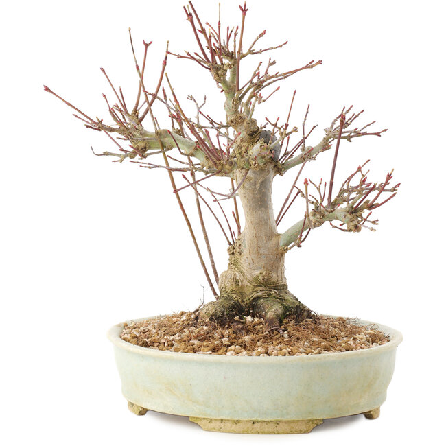 Acer palmatum, 20,5 cm, ± 25 years old