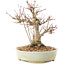 Acer palmatum, 20,5 cm, ± 25 años