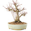 Acer palmatum, 20,5 cm, ± 25 ans