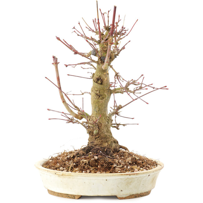 Acer palmatum, 20 cm, ± 25 años