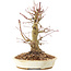 Acer palmatum, 20 cm, ± 25 ans