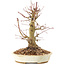 Acer palmatum, 20 cm, ± 25 jaar oud