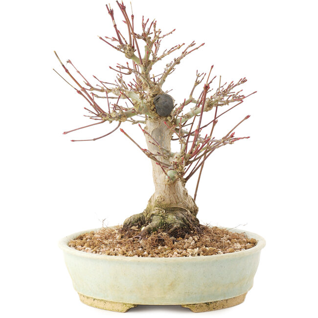 Acer palmatum, 20,5 cm, ± 25 Jahre alt