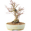 Acer palmatum, 20,5 cm, ± 25 ans