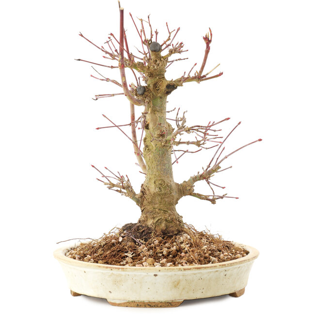 Acer palmatum, 20 cm, ± 25 años
