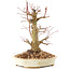 Acer palmatum, 20 cm, ± 25 jaar oud