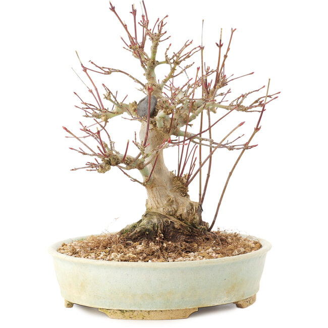 Acer palmatum, 20,5 cm, ± 25 ans