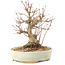 Acer palmatum, 20,5 cm, ± 25 años