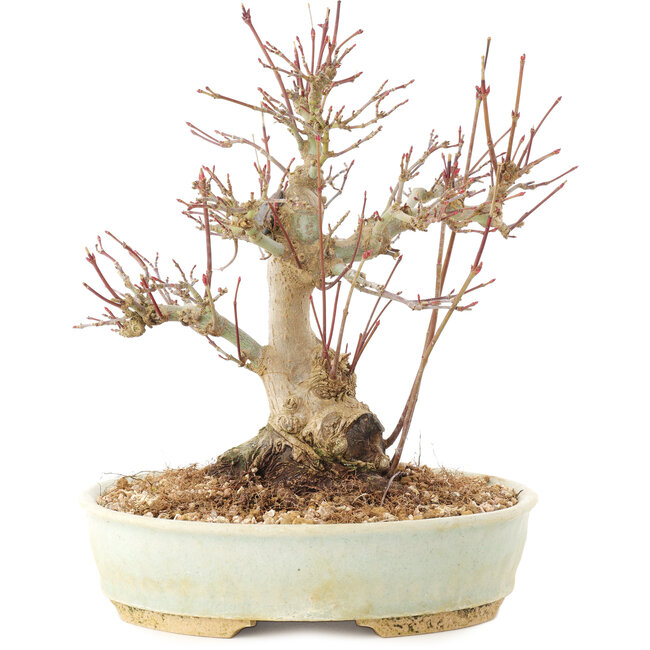 Acer palmatum, 20,5 cm, ± 25 years old