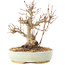 Acer palmatum, 20,5 cm, ± 25 ans