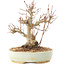 Acer palmatum, 20,5 cm, ± 25 jaar oud