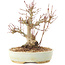 Acer palmatum, 20,5 cm, ± 25 years old