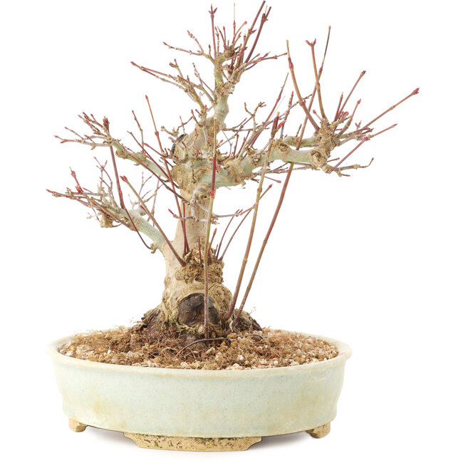 Acer palmatum, 20,5 cm, ± 25 Jahre alt