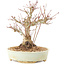 Acer palmatum, 20,5 cm, ± 25 ans