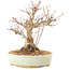 Acer palmatum, 20,5 cm, ± 25 years old