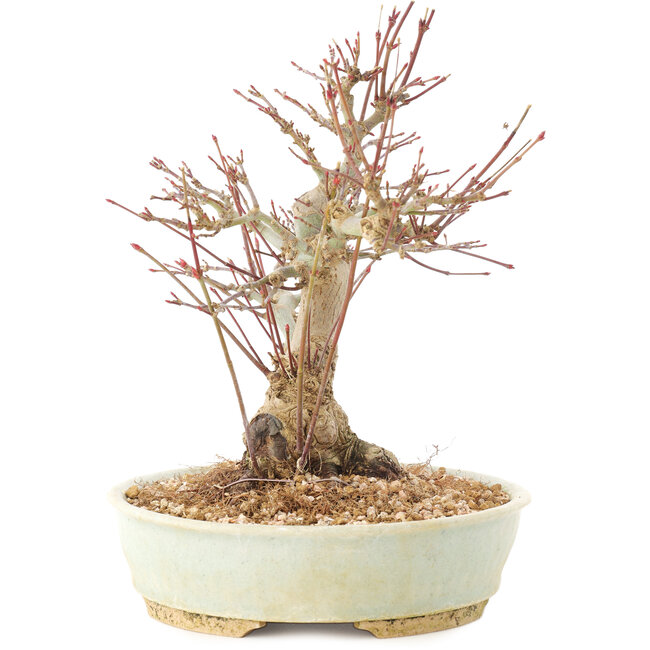 Acer palmatum, 20,5 cm, ± 25 Jahre alt
